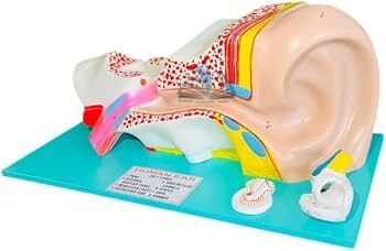 Human Ear Model Small